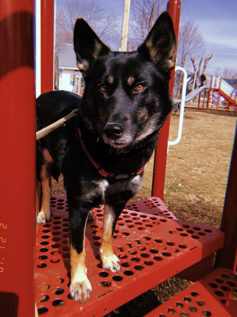 Laika, a Siberian Husky and Border Collie mix tested with EmbarkVet.com