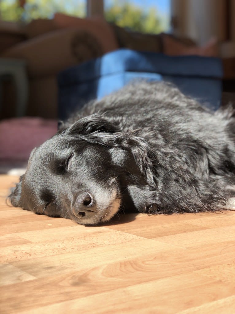 Rogue Franklin, a Golden Retriever and Border Collie mix tested with EmbarkVet.com