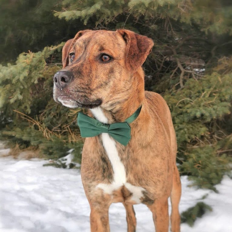 Photo of Boston, an American Pit Bull Terrier, Saint Bernard, Australian Cattle Dog, Pug, and Redbone Coonhound mix in Edmonton, Alberta, Canada
