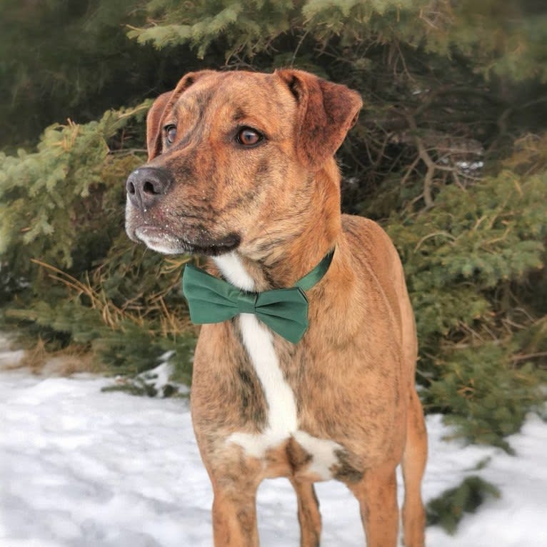 Boston, an American Pit Bull Terrier and Saint Bernard mix tested with EmbarkVet.com