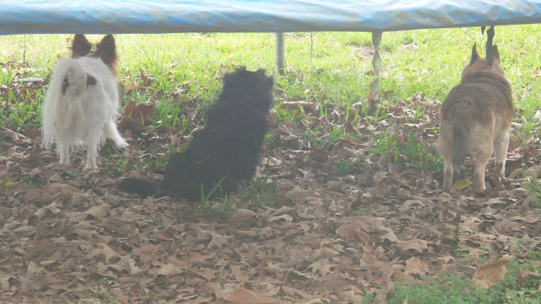 Lassie, a Pomeranian and Rat Terrier mix tested with EmbarkVet.com