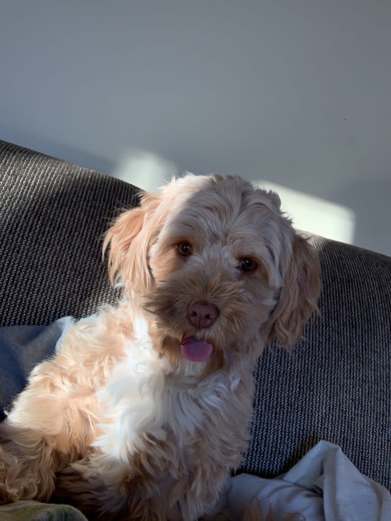 Daisy, a Poodle (Small) and Shih Tzu mix tested with EmbarkVet.com