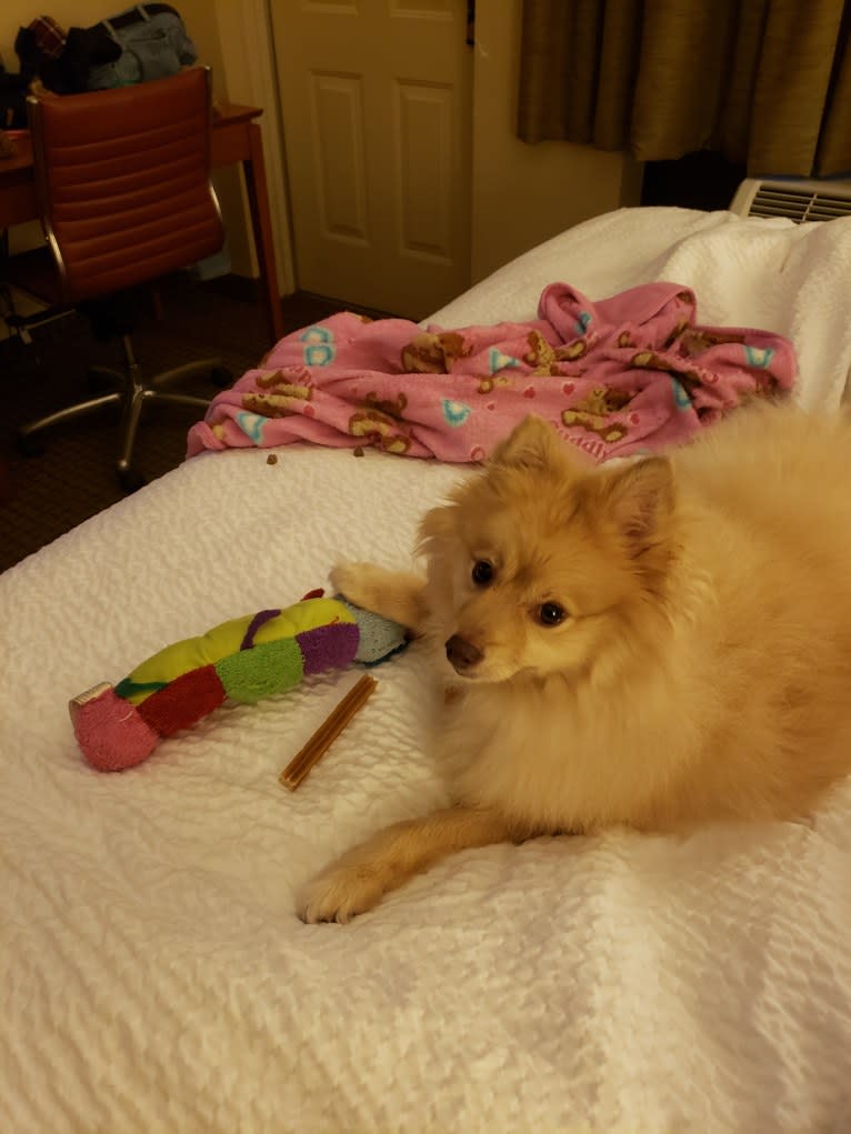 Leia, a Pomeranian and Shiba Inu mix tested with EmbarkVet.com