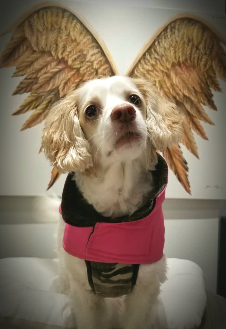 Emily, a Chihuahua and Cocker Spaniel mix tested with EmbarkVet.com