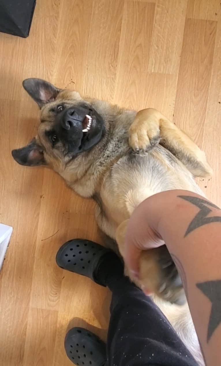 Bear, a German Shepherd Dog and Australian Cattle Dog mix tested with EmbarkVet.com