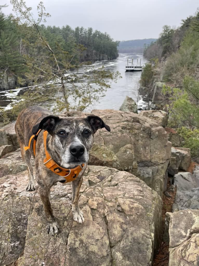 Quinn, an American Pit Bull Terrier and Australian Cattle Dog mix tested with EmbarkVet.com