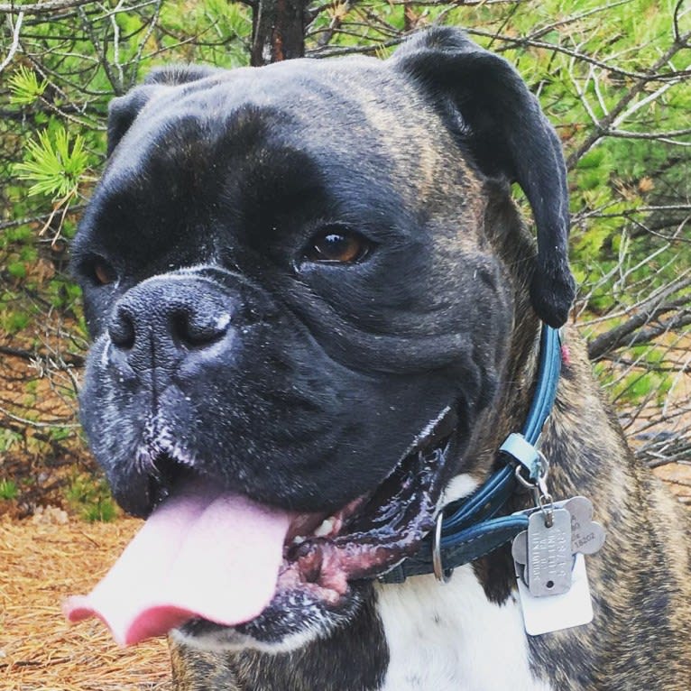 Murray, a Boxer tested with EmbarkVet.com