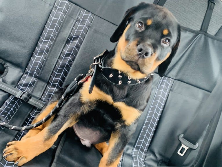Chompy, a Rottweiler tested with EmbarkVet.com
