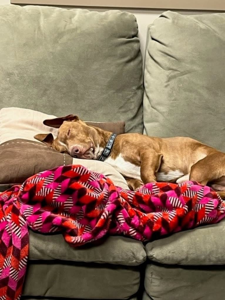 Bruce, an American Pit Bull Terrier and Chihuahua mix tested with EmbarkVet.com