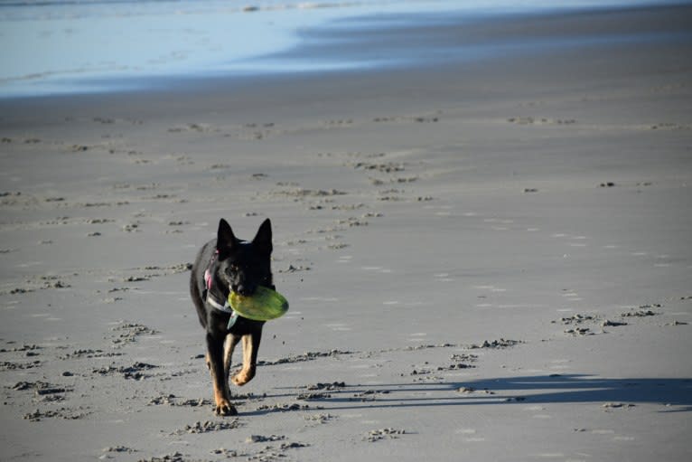 Carmen, a German Shepherd Dog tested with EmbarkVet.com