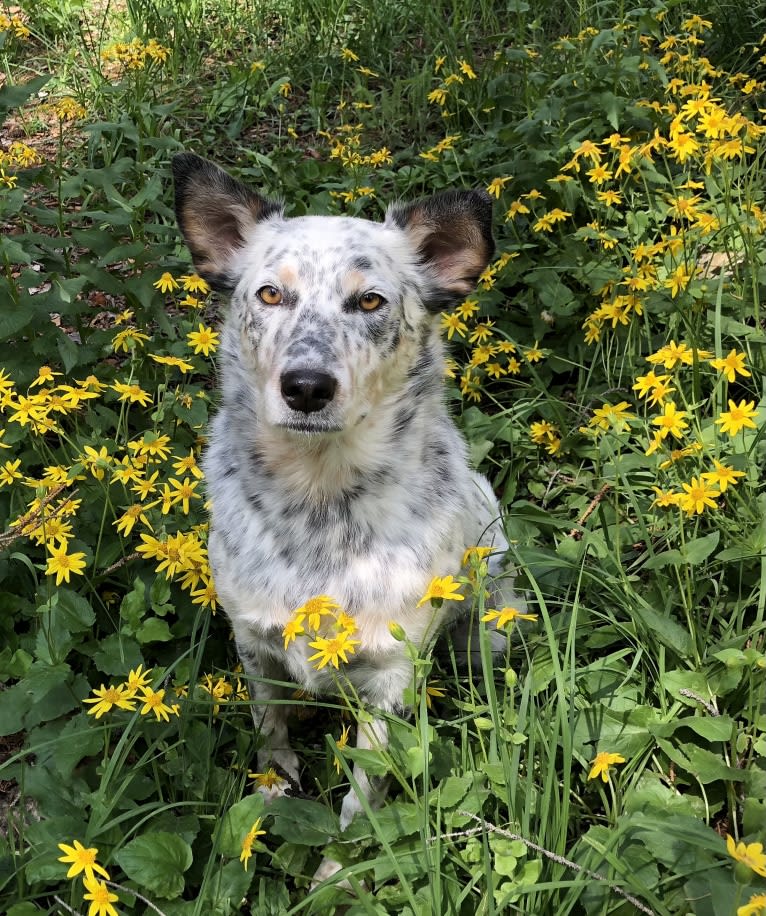 Dux, an Australian Cattle Dog and Border Collie mix tested with EmbarkVet.com