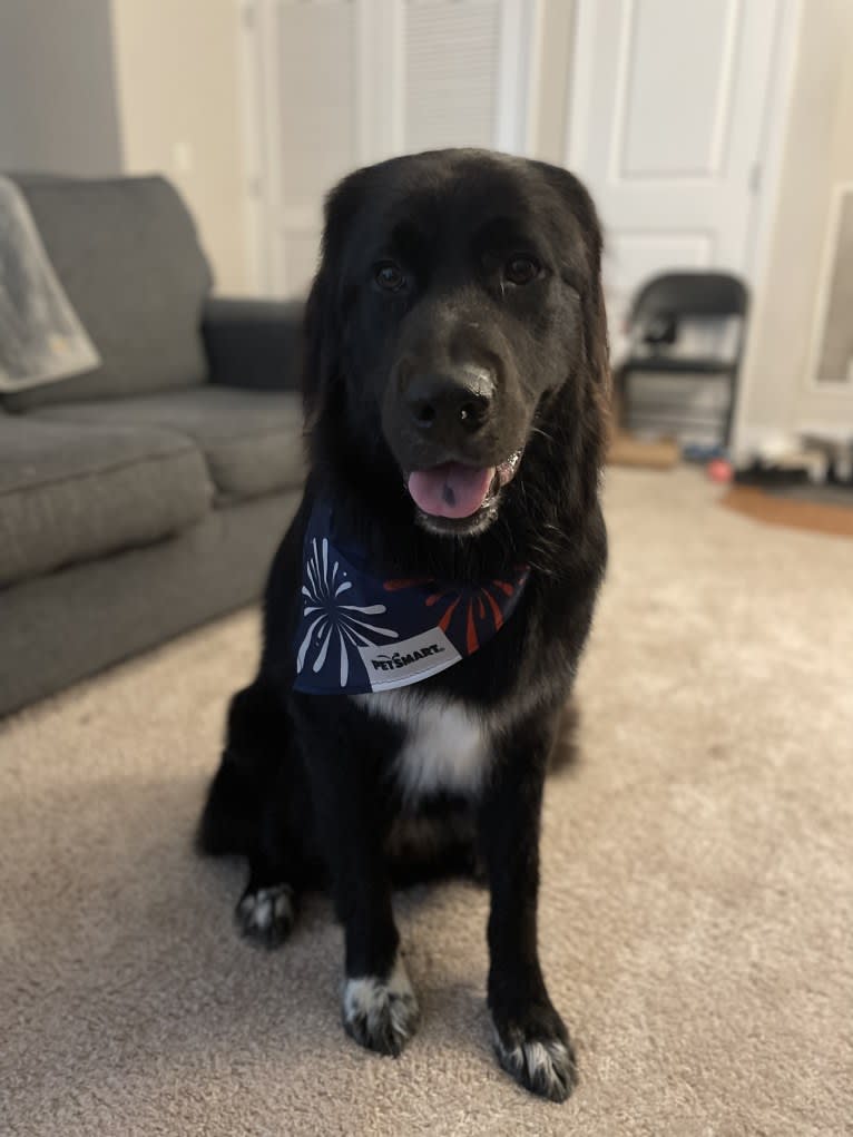 Oliver, a Great Pyrenees and Golden Retriever mix tested with EmbarkVet.com