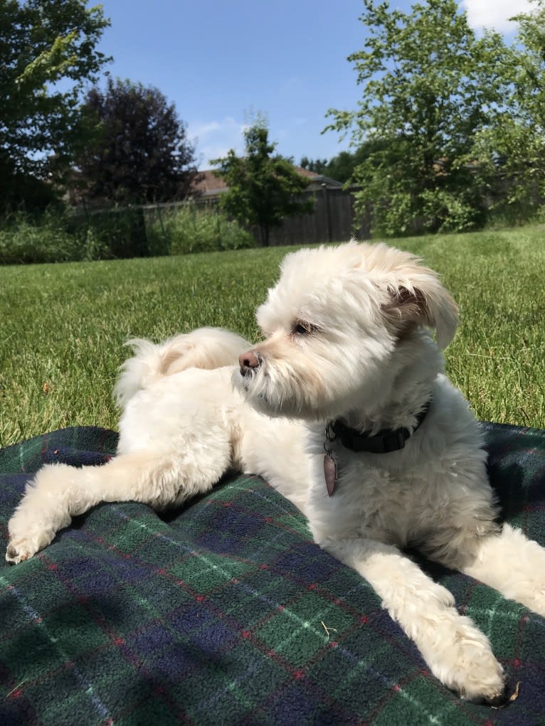 Twiggy, a Shih Tzu and American Eskimo Dog mix tested with EmbarkVet.com