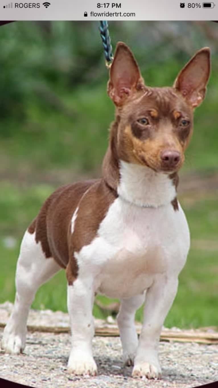 Flowrider’s Choco Latte, a Teddy Roosevelt Terrier tested with EmbarkVet.com