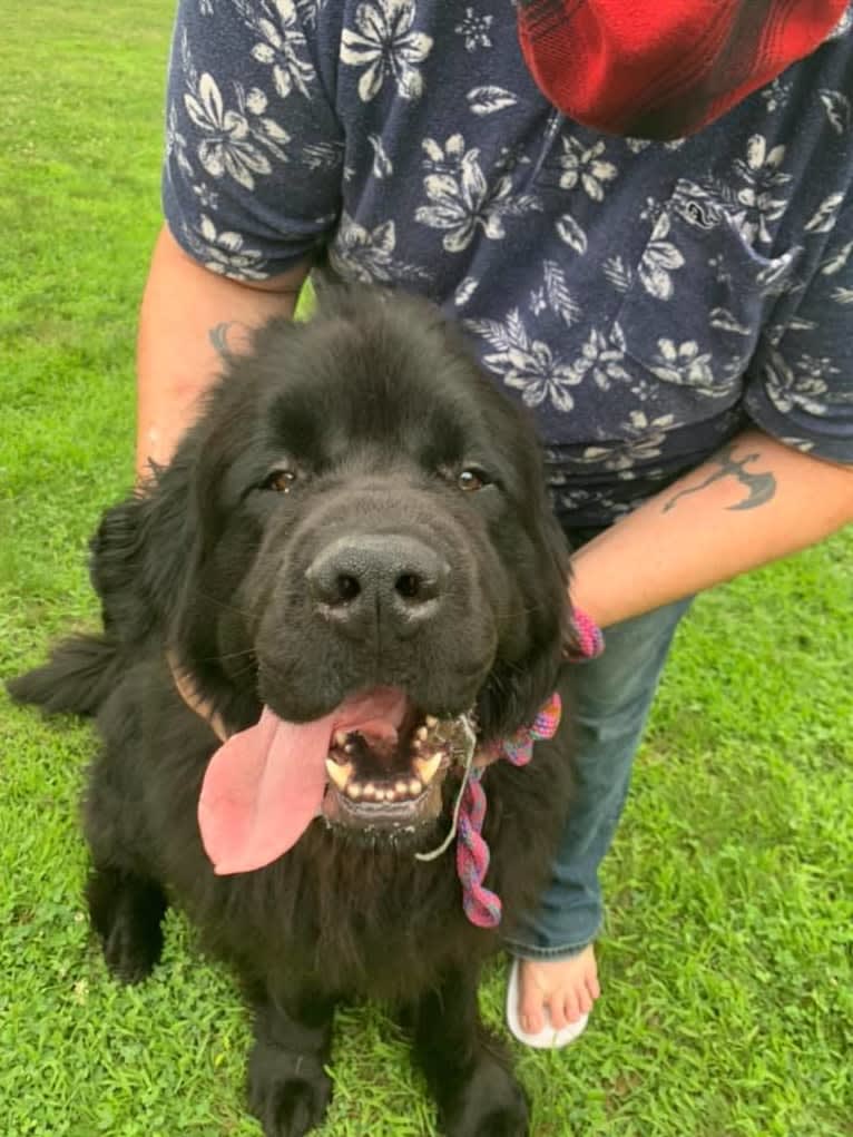 Titan, a Newfoundland tested with EmbarkVet.com