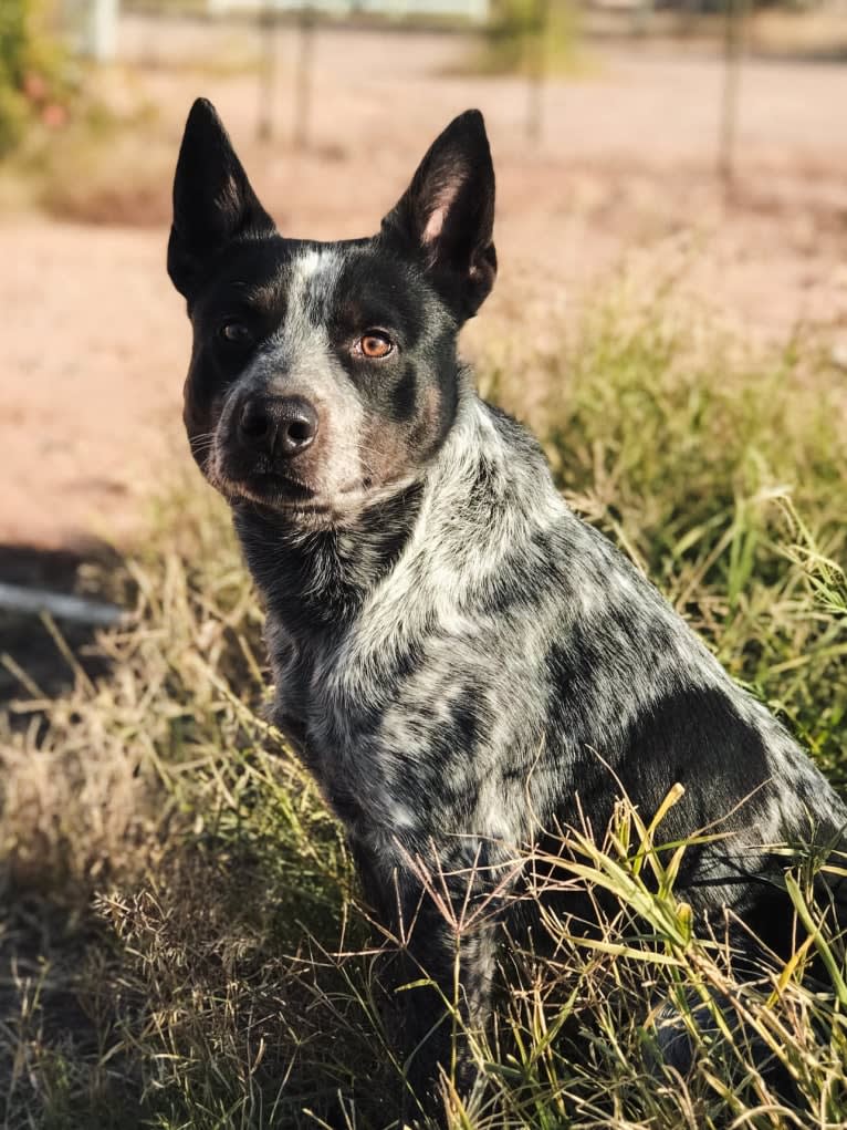 Bruce, an Australian Cattle Dog tested with EmbarkVet.com