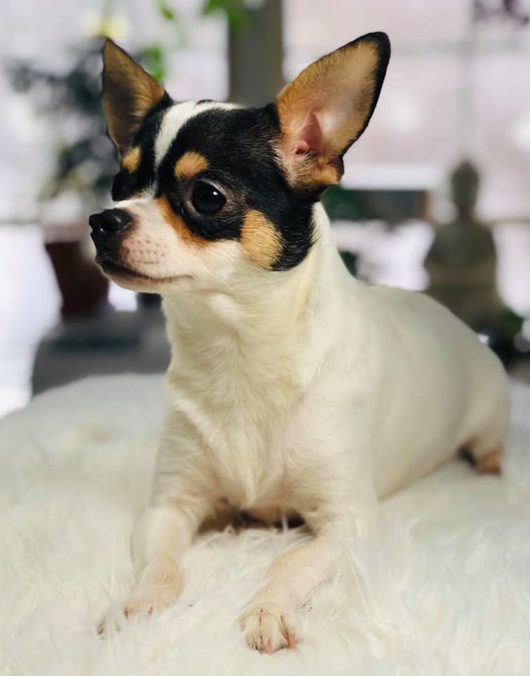 Siri, a Chihuahua tested with EmbarkVet.com
