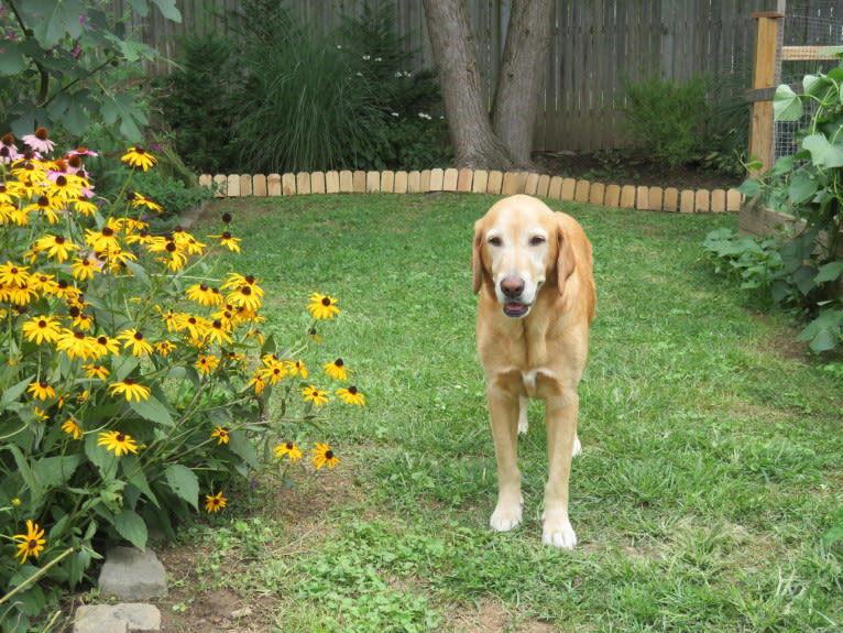 Mazie, a Goldador tested with EmbarkVet.com