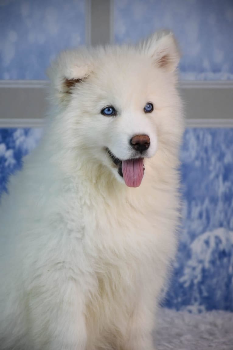 Blue Moon Huskies " Artica ", a Siberian Husky tested with EmbarkVet.com