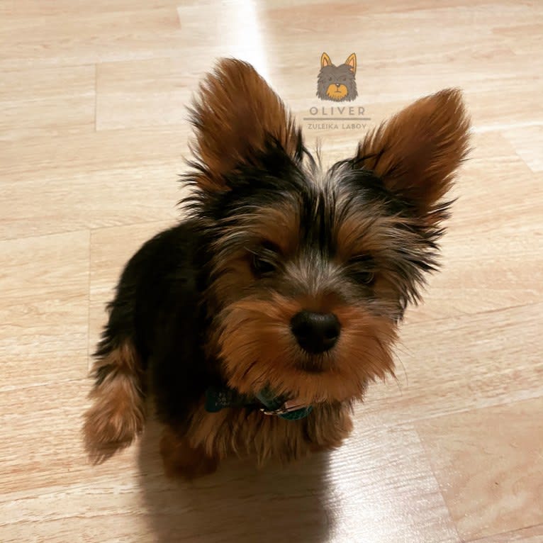 Oliver, a Silky Terrier tested with EmbarkVet.com