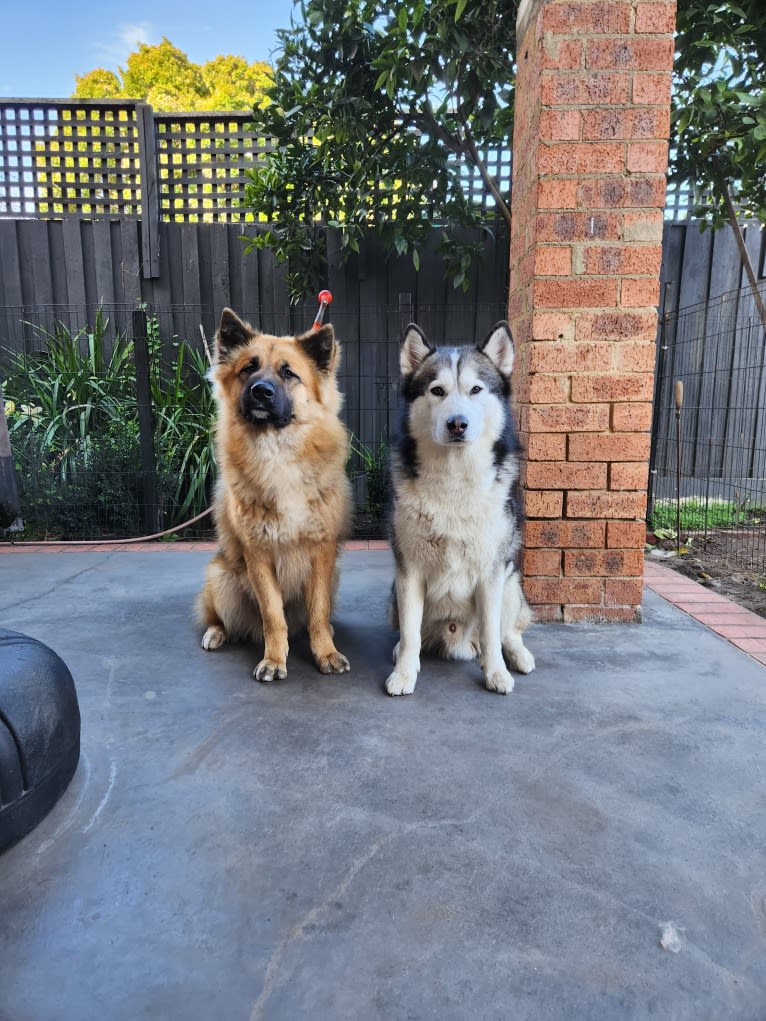 Apollo, a Samoyed and Siberian Husky mix tested with EmbarkVet.com