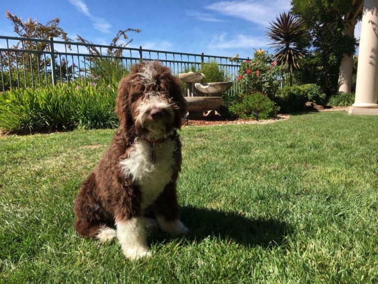 Bruno, a Spanish Water Dog tested with EmbarkVet.com