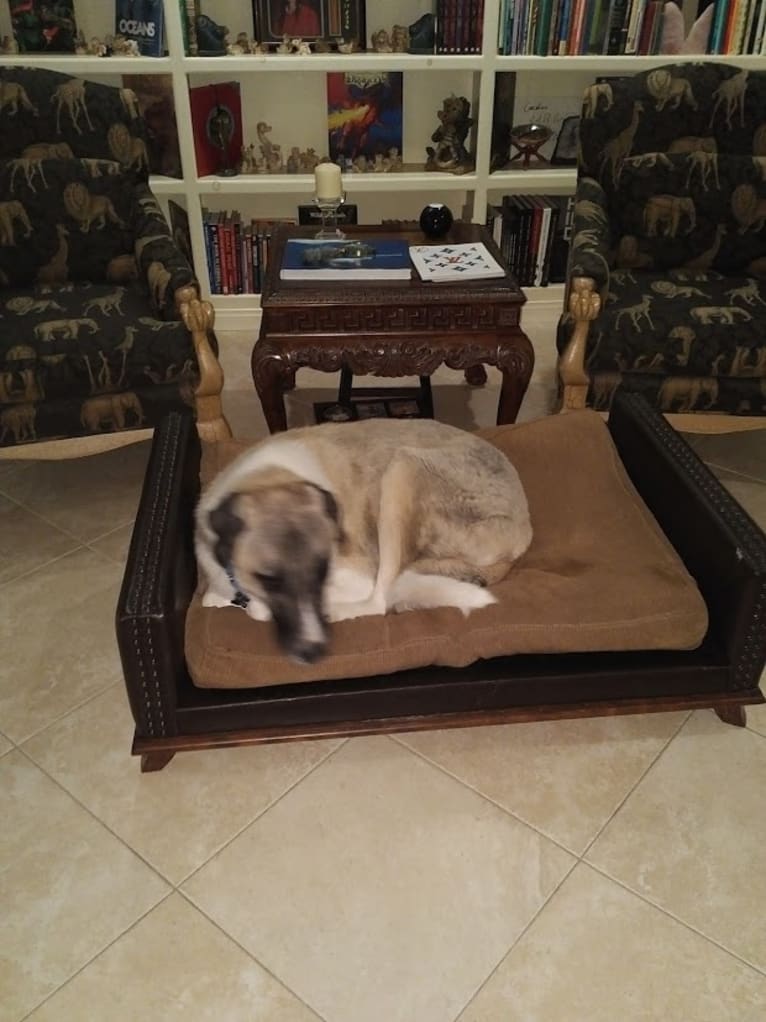 Barrett, an Anatolian Shepherd Dog tested with EmbarkVet.com