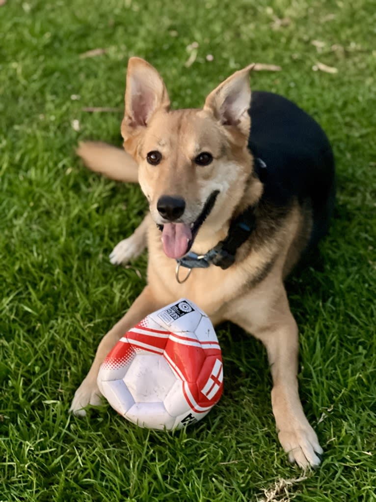 Shainee, a German Shepherd Dog and Australian Cattle Dog mix tested with EmbarkVet.com