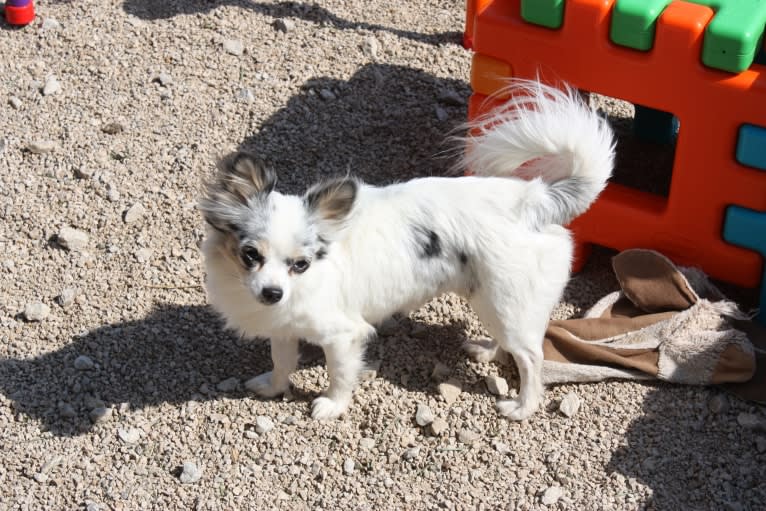 Amara, a Chihuahua tested with EmbarkVet.com