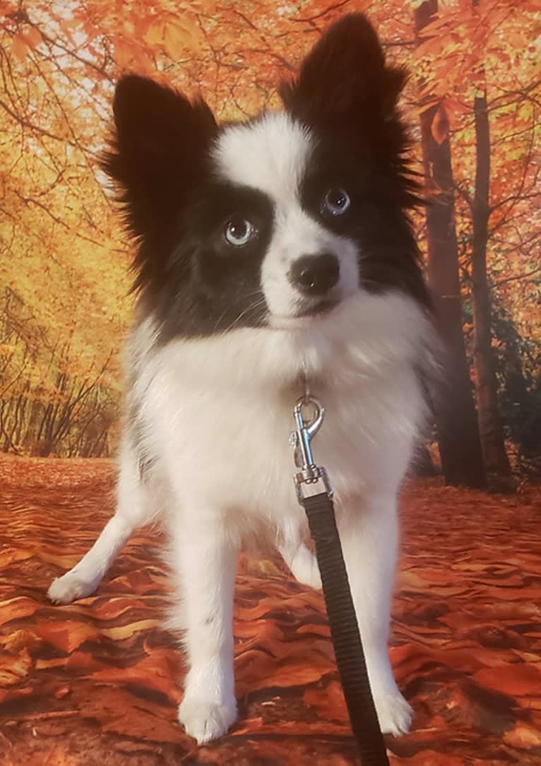 Kita, a Pomsky tested with EmbarkVet.com