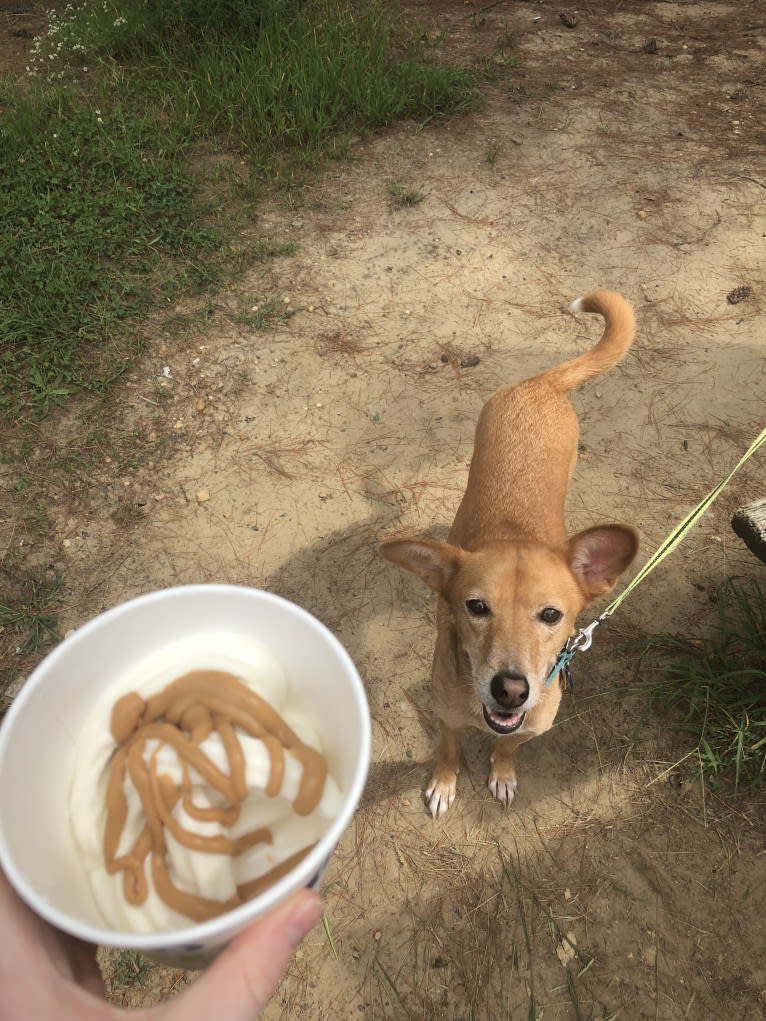 Sunsum, a West African Village Dog tested with EmbarkVet.com