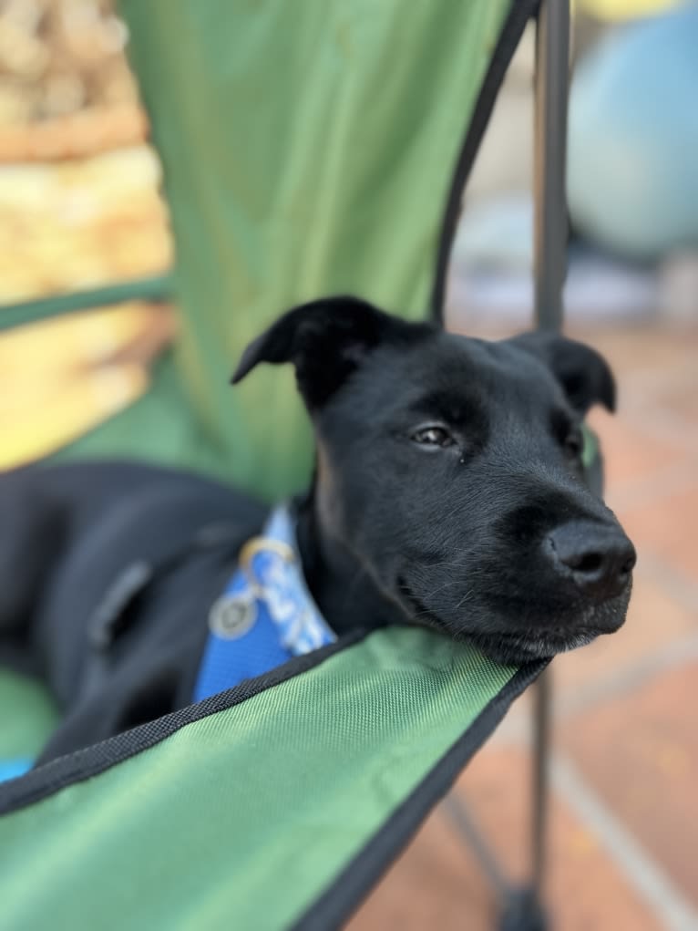 Rio, a Rottweiler and Golden Retriever mix tested with EmbarkVet.com