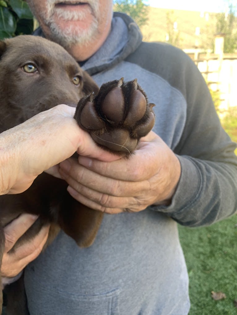 Photo of Sam, a Chesapeake Bay Retriever and German Shepherd Dog mix in Fortuna, California, USA