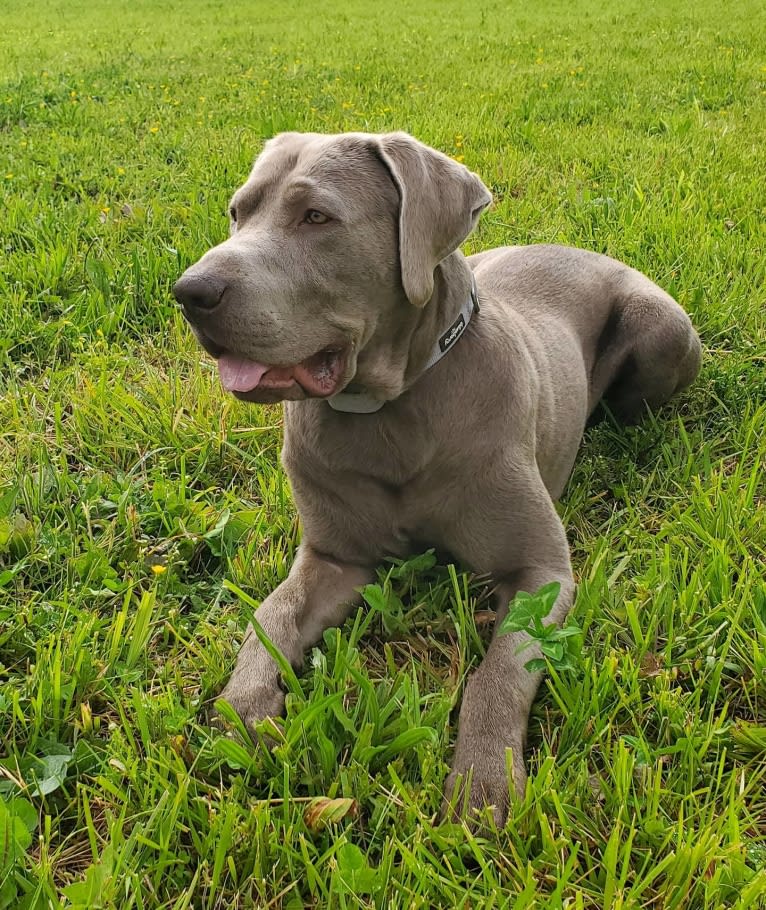 Oban, a Labrador Retriever tested with EmbarkVet.com