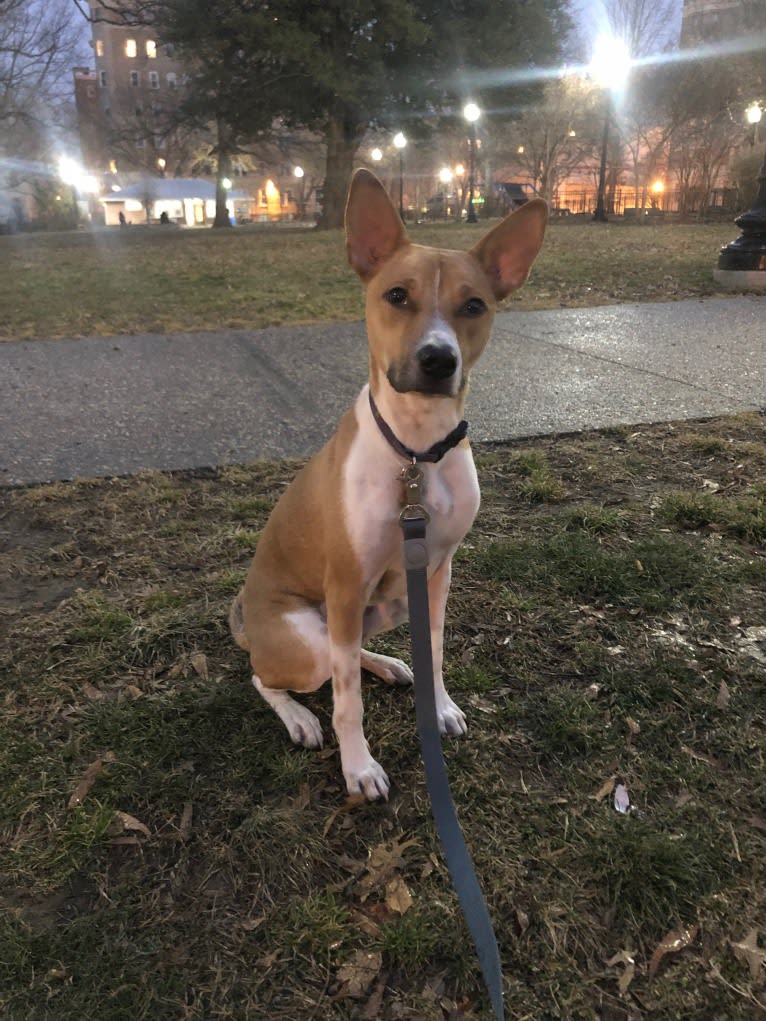 Safú, an African Village Dog tested with EmbarkVet.com