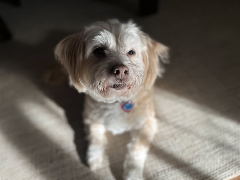 Tink, a Poodle (Small) and Chihuahua mix tested with EmbarkVet.com