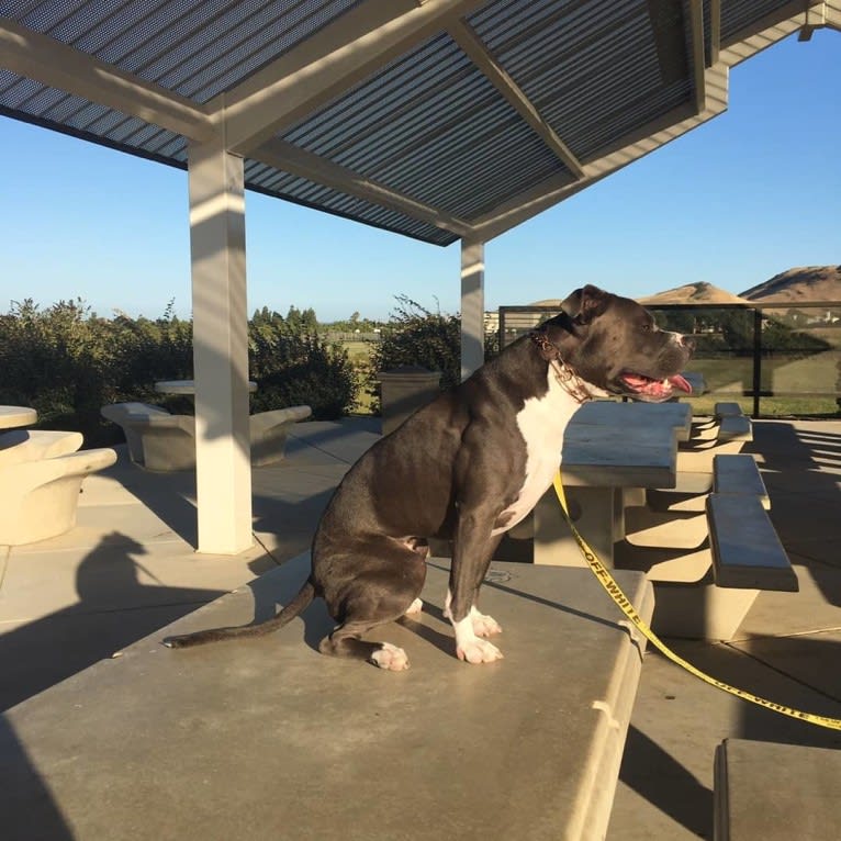MaSiWei, an American Bully tested with EmbarkVet.com