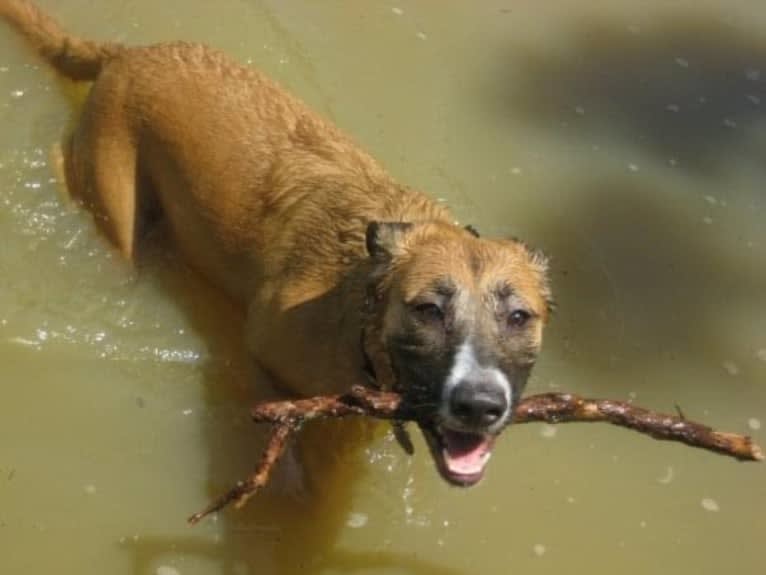 Harley, an American Pit Bull Terrier and Chow Chow mix tested with EmbarkVet.com