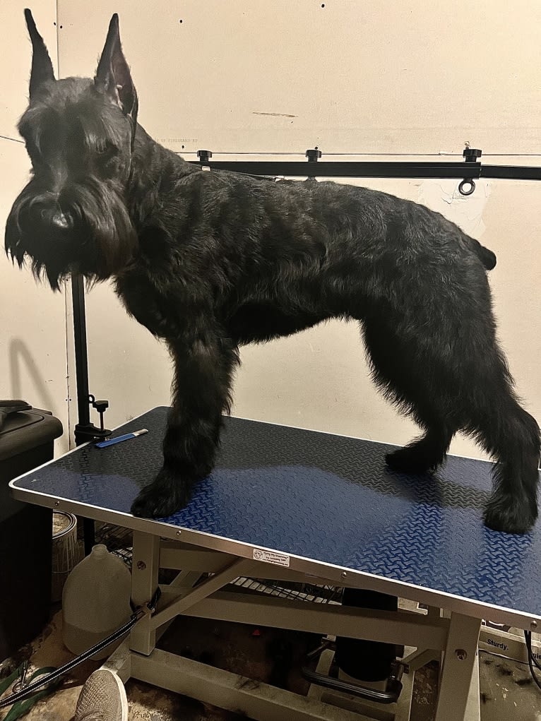 Duckweed, a Giant Schnauzer tested with EmbarkVet.com