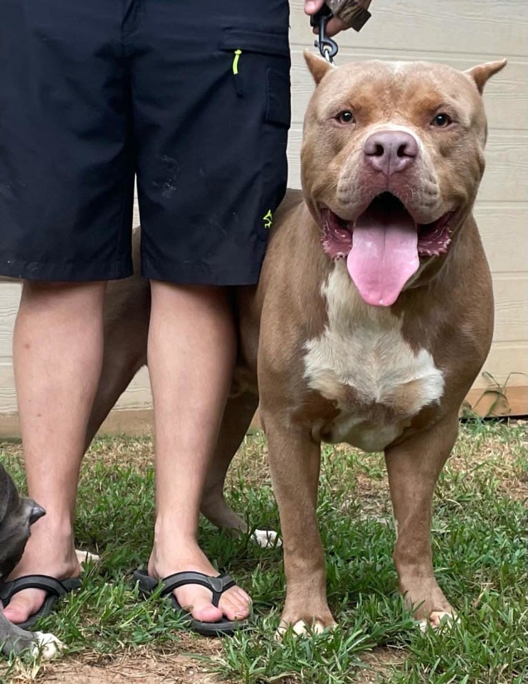 RAGE, an American Bully tested with EmbarkVet.com
