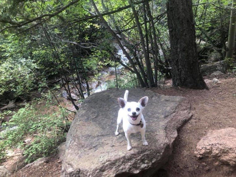 Mason, a Chihuahua and Russell-type Terrier mix tested with EmbarkVet.com