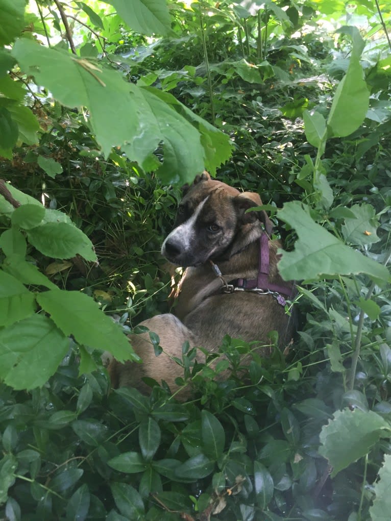 Pepper Ann, an American Bulldog and Siberian Husky mix tested with EmbarkVet.com