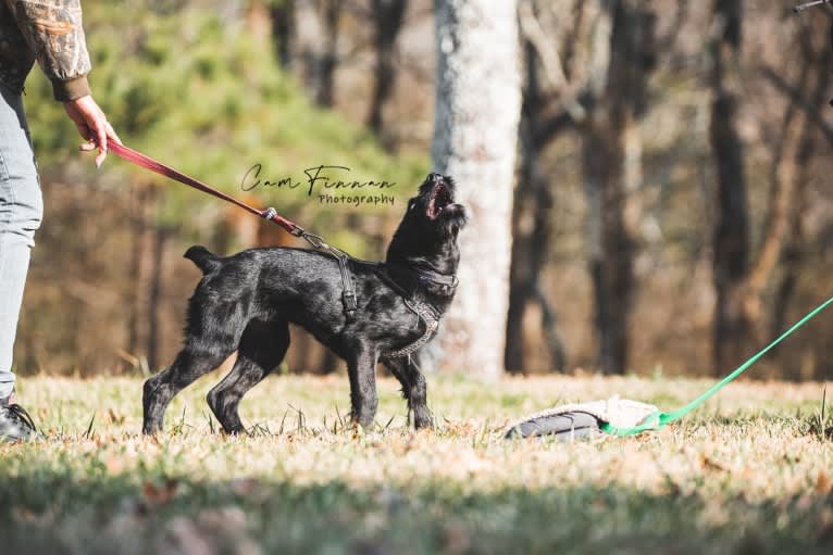 Vaatu, a Black Russian Terrier and Belgian Malinois mix tested with EmbarkVet.com