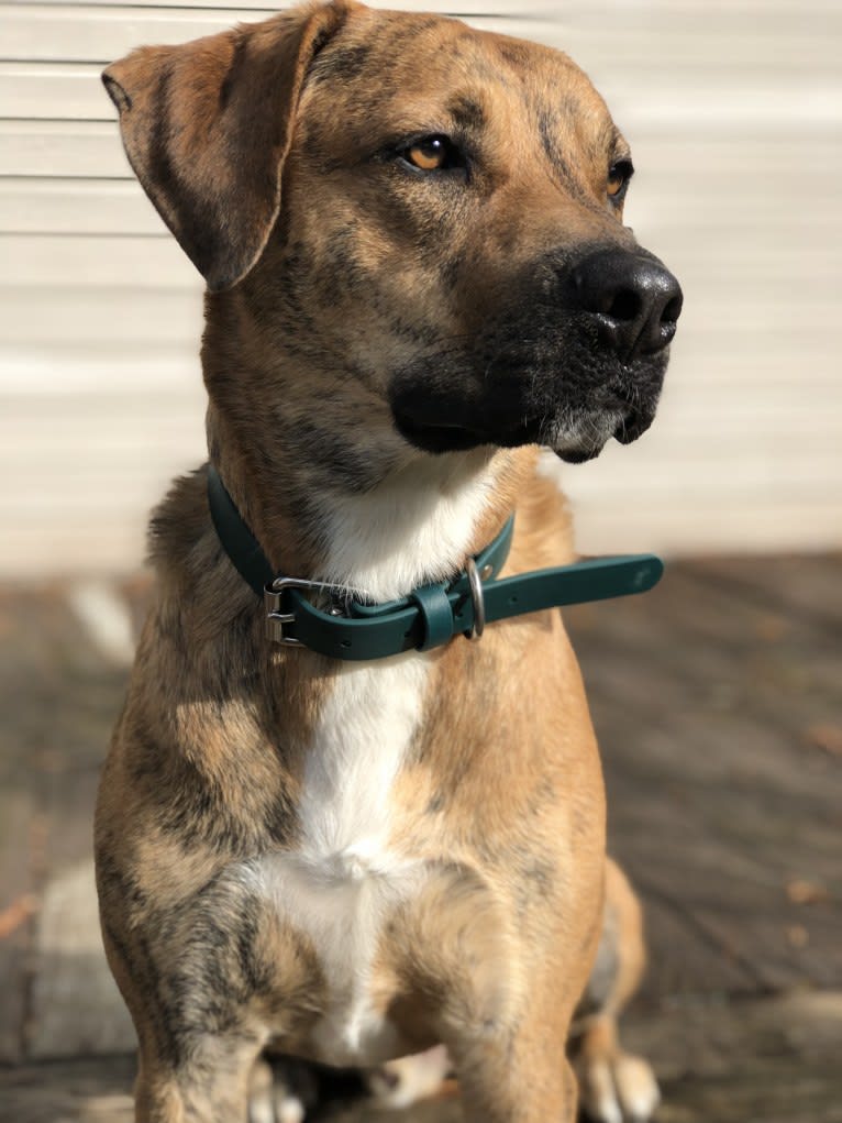 Baldwin, a Labrador Retriever and American Pit Bull Terrier mix tested with EmbarkVet.com