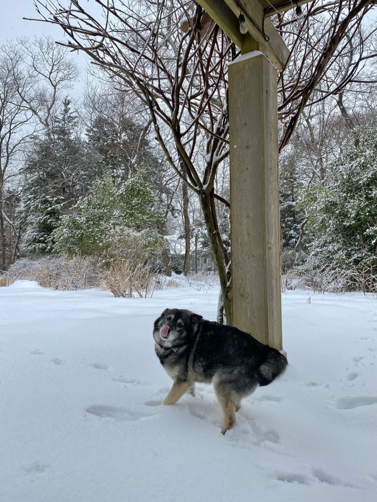 Dora, a Norwegian Elkhound tested with EmbarkVet.com