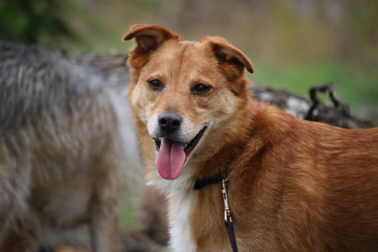 Gatsby, an Australian Shepherd and Chow Chow mix tested with EmbarkVet.com