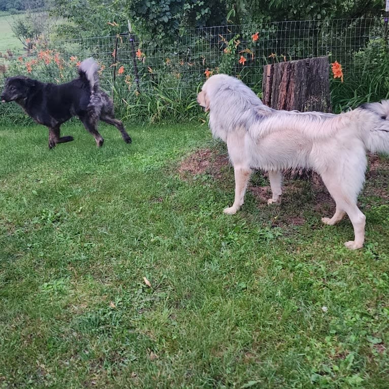 Rekha, a Tibetan Mastiff tested with EmbarkVet.com