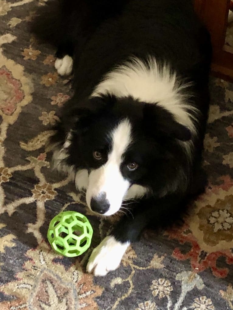 Angel, a Border Collie tested with EmbarkVet.com