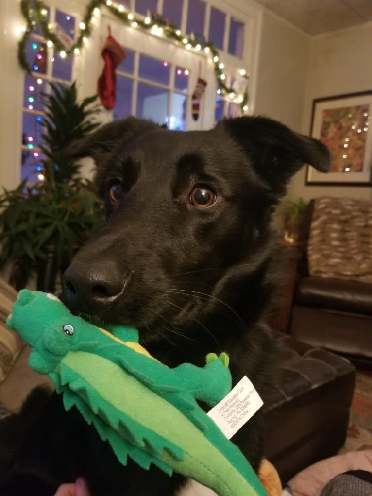 Ziggy, an Australian Cattle Dog and Collie mix tested with EmbarkVet.com