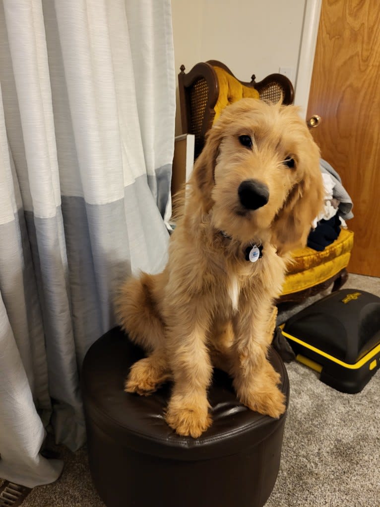 Tobias Lincoln, a Goldendoodle tested with EmbarkVet.com